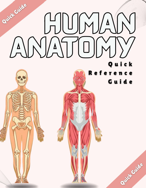 human anatomy quick reference guide