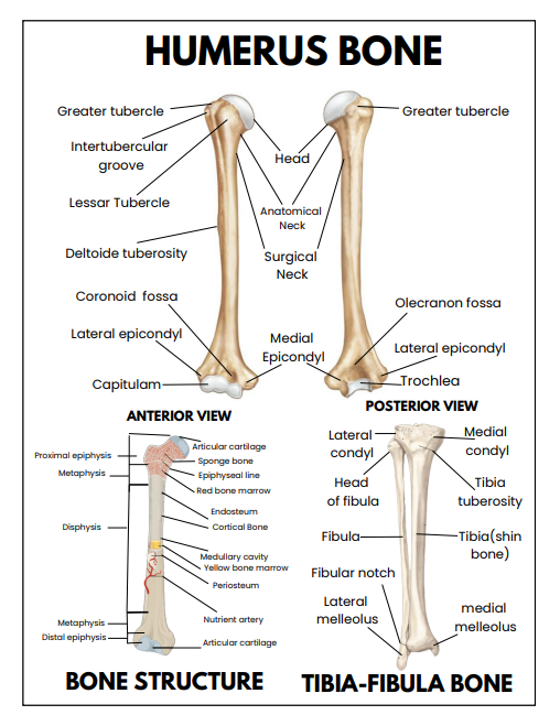 human anatomy quick reference guide