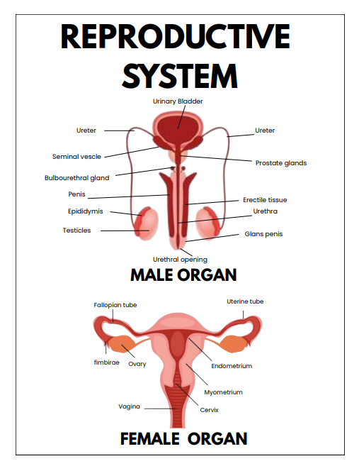 human anatomy quick reference guide
