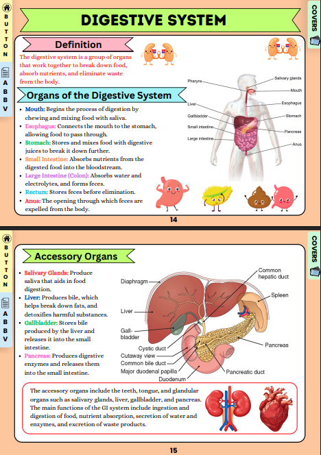 anatomy & physiology flashcards