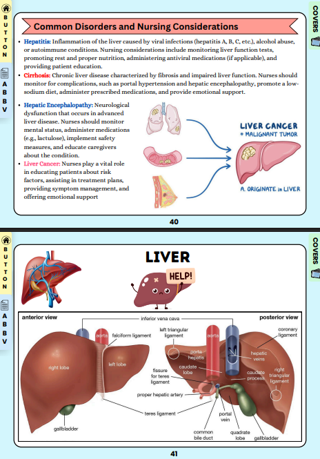 anatomy & physiology flashcards