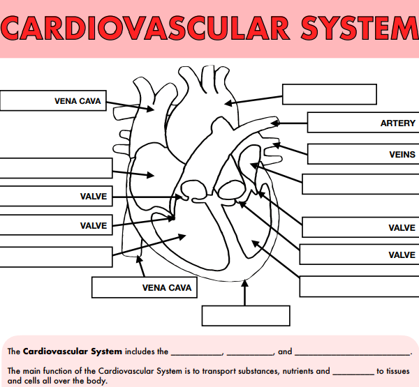 a&p diagram practise sheet